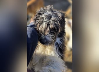 Noori sehnt sich nach einer Familie