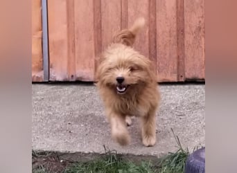 Gitta eine freundliche liebe Hündin