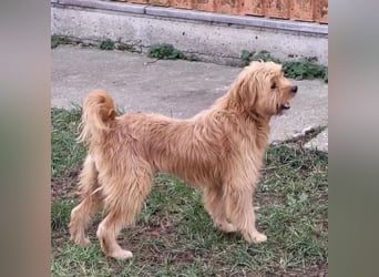 Gitta eine freundliche liebe Hündin