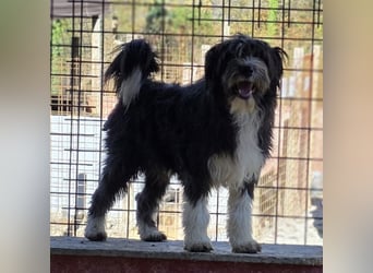 Noori sehnt sich nach einer Familie