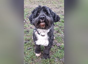 Kazi - clever und selbstbewusst