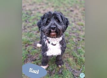 Kazi - clever und selbstbewusst