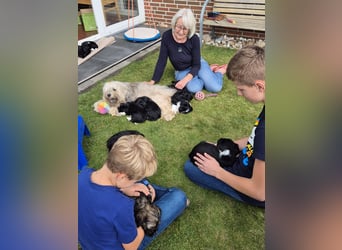 Unsere Fröhliche Bande sucht ein neues Zuhause