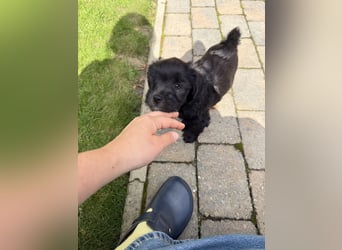 Unsere Fröhliche Bande sucht ein neues Zuhause