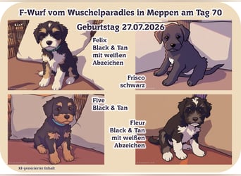 Unsere Fröhliche Bande sucht ein neues Zuhause
