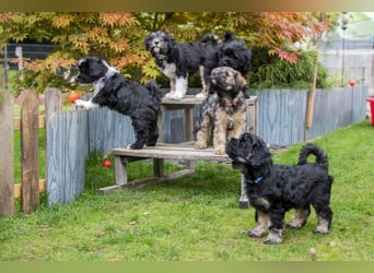 Unsere Fröhliche Bande sucht ein neues Zuhause