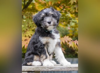 Unser Felix sucht ein neues Zuhause
