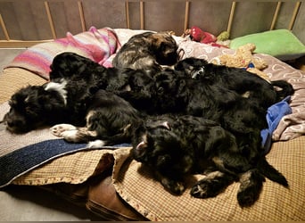 Unsere Fröhliche Bande sucht ein neues Zuhause