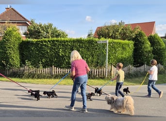 Unsere Fröhliche Bande sucht ein neues Zuhause