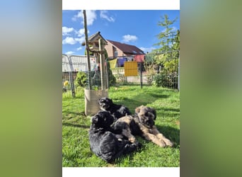 Unsere Fröhliche Bande sucht ein neues Zuhause