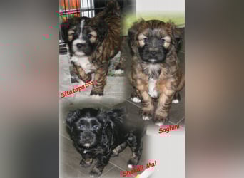 Kirsei-Kra Tibet Terrier Welpen ( VDH / ILT )