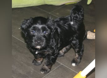 Kirsei-Kra Tibet Terrier Welpen ( VDH / ILT )