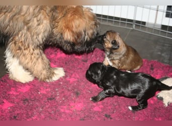 Kirsei-Kra Tibet Terrier Welpen ( VDH / ILT )