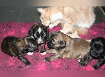 Kirsei-Kra Tibet Terrier Welpen ( VDH / ILT )