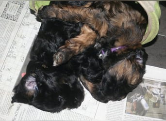 Kirsei-Kra Tibet Terrier Welpen ( VDH / ILT )