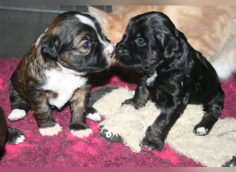 Kirsei-Kra Tibet Terrier Welpen ( VDH / ILT )