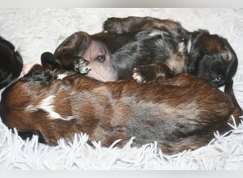 Kirsei-Kra Tibet Terrier Welpen ( VDH / ILT )