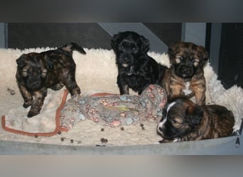Kirsei-Kra Tibet Terrier Welpen ( VDH / ILT )
