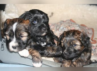 Kirsei-Kra Tibet Terrier Welpen ( VDH / ILT )