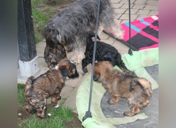 Kirsei-Kra Tibet Terrier Welpen ( VDH / ILT )