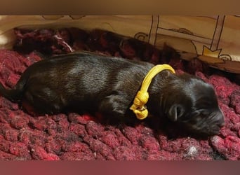 Kirsei-Kra Tibet Terrier Welpen ( VDH / ILT )