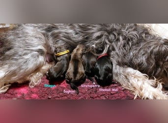 Kirsei-Kra Tibet Terrier Welpen ( VDH / ILT )