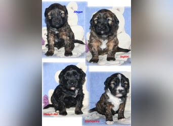 Kirsei-Kra Tibet Terrier Welpen ( VDH / ILT )