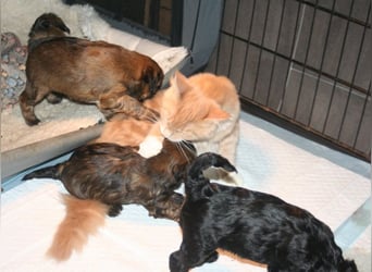 Kirsei-Kra Tibet Terrier Welpen ( VDH / ILT )