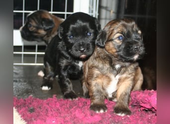 Kirsei-Kra Tibet Terrier Welpen ( VDH / ILT )