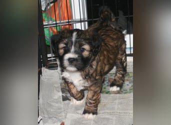 Kirsei-Kra Tibet Terrier Welpen ( VDH / ILT )