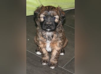 Kirsei-Kra Tibet Terrier Welpen ( VDH / ILT )