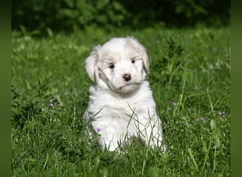 " wir dürfen ausziehen " bezaubernde Tibet Terrier Welpen aus liebervoller, kontrollierter Zucht..