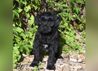 " wir dürfen ausziehen " bezaubernde Tibet Terrier Welpen aus liebervoller, kontrollierter Zucht..