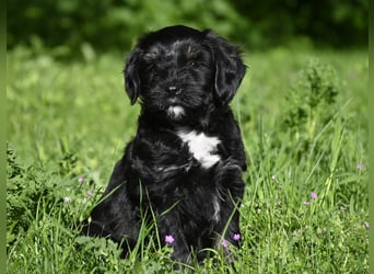 " wir dürfen ausziehen " bezaubernde Tibet Terrier Welpen aus liebervoller, kontrollierter Zucht..
