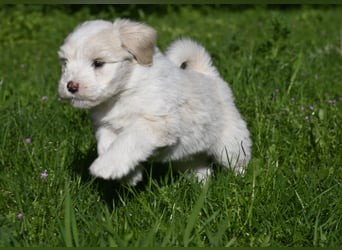 " wir dürfen ausziehen " bezaubernde Tibet Terrier Welpen aus liebervoller, kontrollierter Zucht..