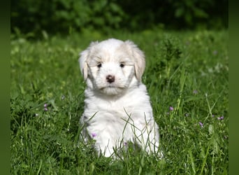 " wir dürfen ausziehen " bezaubernde Tibet Terrier Welpen aus liebervoller, kontrollierter Zucht..