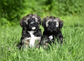 " wir dürfen ausziehen " bezaubernde Tibet Terrier Welpen aus liebervoller, kontrollierter Zucht..