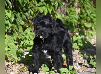 " wir dürfen ausziehen " bezaubernde Tibet Terrier Welpen aus liebervoller, kontrollierter Zucht..
