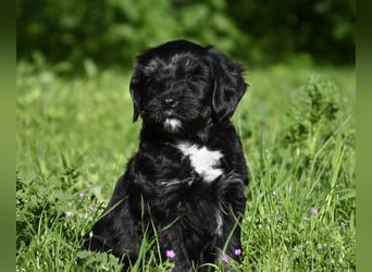 " wir dürfen ausziehen " bezaubernde Tibet Terrier Welpen aus liebervoller, kontrollierter Zucht..