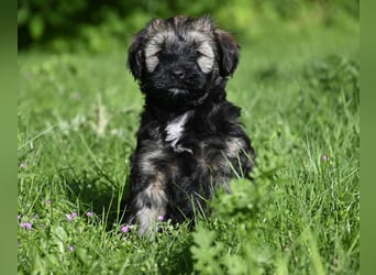 " wir dürfen ausziehen " bezaubernde Tibet Terrier Welpen aus liebervoller, kontrollierter Zucht..