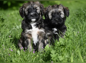 " wir dürfen ausziehen " bezaubernde Tibet Terrier Welpen aus liebervoller, kontrollierter Zucht..