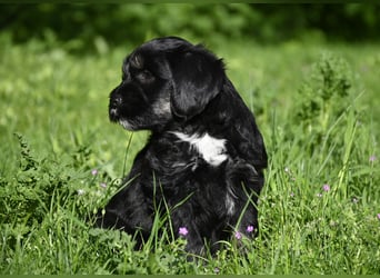 " wir dürfen ausziehen " bezaubernde Tibet Terrier Welpen aus liebervoller, kontrollierter Zucht..