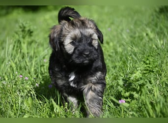 " wir dürfen ausziehen " bezaubernde Tibet Terrier Welpen aus liebervoller, kontrollierter Zucht..