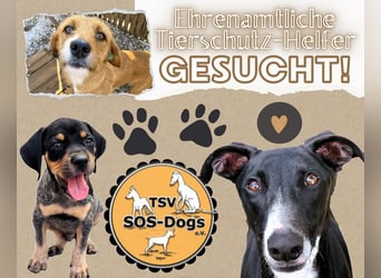 Tierschutzverein SOS-Dogs e.V. sucht ehrenamtliche Mithelfer/innen und Pflegestellen!