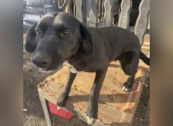 Mimi eine traurige Seele