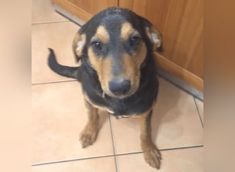 Don ein freundlicher Schlappohr