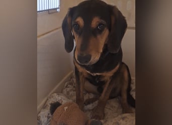 Don ein freundlicher Schlappohr