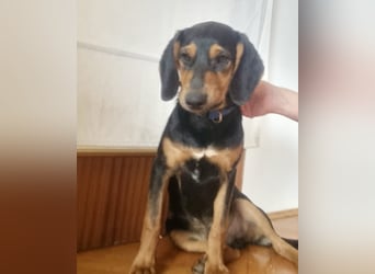 Don ein freundlicher Schlappohr