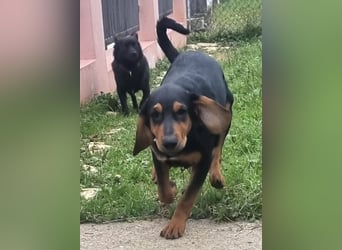 Don ein freundlicher Schlappohr