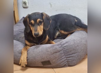 Don ein freundlicher Schlappohr